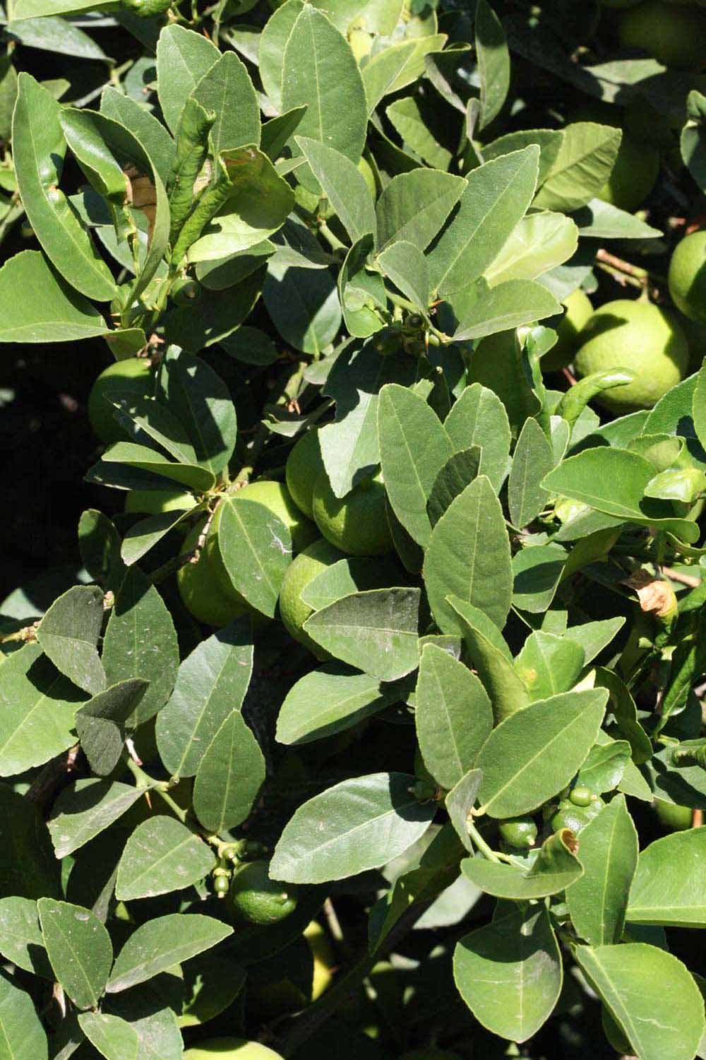            Sun leaves (Riverside, CA)   